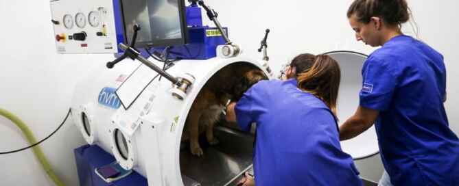 Câmara hiperbárica para tratamento de animais em Portugal