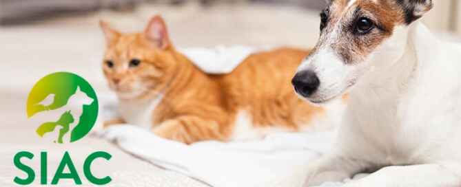 Nova legislação de registo de cães, gatos e furões afeta médicos veterinários