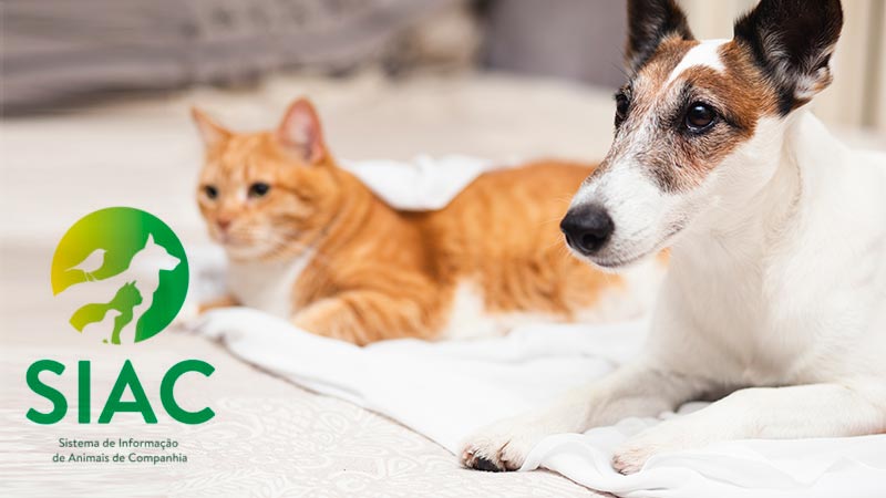 Nova legislação de registo de cães, gatos e furões afeta médicos veterinários