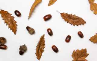 montra-de-outono-medd-blog-feature